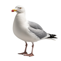 AI generated Seagull clip art png