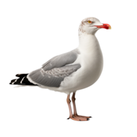 ai généré mouette agrafe art png