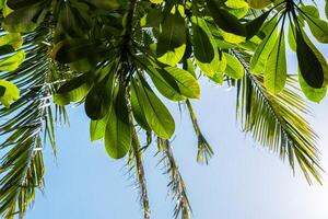 mirando arriba a azul cielo mediante palma árbol hojas. foto