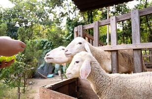 Woman feeding sheep in sheepfold. photo