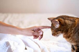 mujer acariciando su gato en el cama. foto