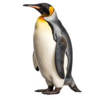 AI generated Penguin clip art png