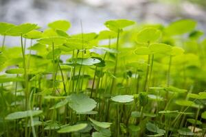 Bright colored leaves of Hydrocotyle bonariensis growing near water in Cordoba Argentina. photo