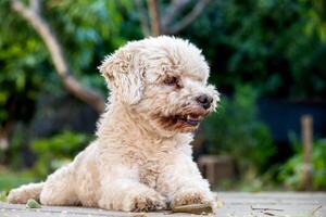 lanudo blanco perro acostado en el jardín de un casa. foto