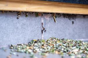 Common black ants invading a house. They have leaves and are preparing their nest. photo