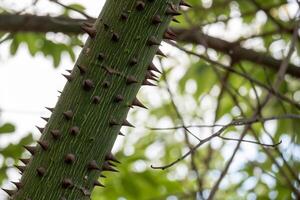 Close-up of a branch with thorns of the Ceiba Insignis. photo