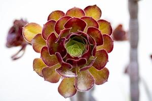 Close up shot of aeonium arboreum var. atropurpureum. photo