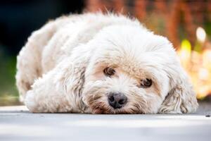 Small dog lying down with bored face looking at camera photo