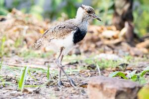 Vanellus chilensis chick, also known in Argentina as tero photo