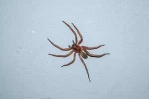 Spider Asthenoctenus Borellii on a wall inside a house in Cordoba, Argentina. photo