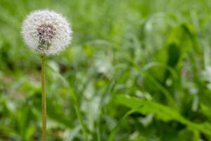 Taraxacum officinale flower growing between grass green. photo