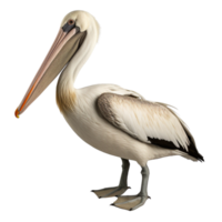 AI generated Pelican clip art png