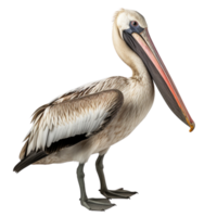 ai gerado pelicano grampo arte png
