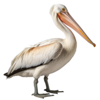 ai gegenereerd pelikaan klem kunst png