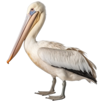 AI generated Pelican clip art png