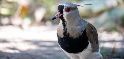 Vanellus chilensis looking at the camera. photo