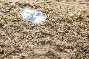 Face of the hundred dollar bill peeking out of a pile of yerba mate. photo