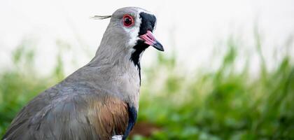 Close up photo of vanellus chilensis.