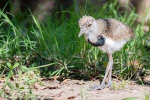 pájaro polluelo llamado tero en algunos sur americano países. foto