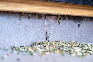 Common black ants invading a house. They have leaves and are preparing their nest. photo