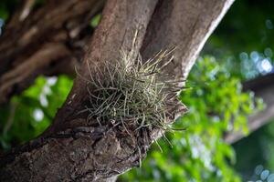 tillandsia aire planta además llamado aire clavel. foto