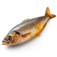 AI generated Herring on a white isolated background - AI generated image photo