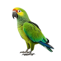 AI generated Parrot clip art png