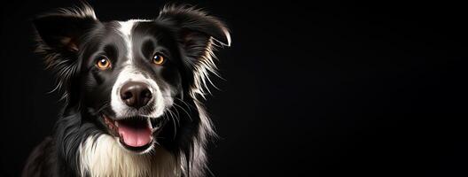 AI generated Purebred purebred beautiful border collie dog breed, background nature isolate. photo