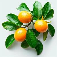 AI generated Clementines, citrus fruits on white isolated background - AI generated image photo