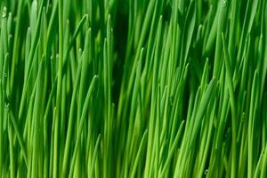 Green wheat sprouts with water drops photo