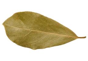 Dry bay leaf leaf on isolated background, spice photo