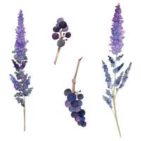 Hand drawn watercolor illustration botanical. Salvia catmint lavender bugleweed caspia elderberry dogwood buckthorn, berries flowers. Single object isolated on white. Design wedding stationery, cards vector