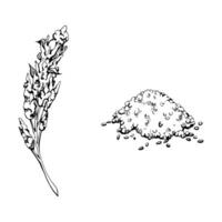Hand drawn ink vector illustration quinoa plant seeds, amaranth flower crop food farm grain cereal. Single object isolated on white background. Travel, vacation, brochure, print, cafe restaurant menu