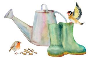 Hand drawn watercolor illustration spring gardening, watering can, rubber boots, seeds and birds, goldfinch robin. Composition isolated on white background. Design print, shop, scrapbooking, packaging vector