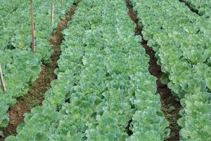 Green cabbage grown for sale in vegetable markets is an organic vegetable grown by farmers for commercial use and is consumed as a popular food around the world. photo