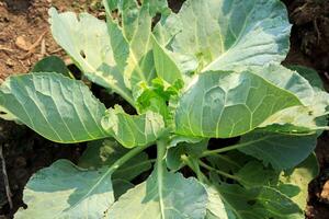 Green cabbage grown for sale in vegetable markets is an organic vegetable grown by farmers for commercial use and is consumed as a popular food around the world. photo