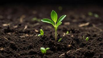 AI generated Small green sprout growing in soil surrounded by leaves, symbolizing new life and growth in nature photo