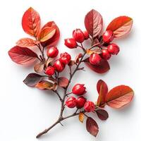 AI generated Ripe barberry, seasoning for pilaf, isolated white background - AI generated image photo