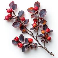 AI generated Ripe barberry, seasoning for pilaf, isolated white background - AI generated image photo