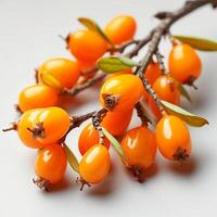AI generated Sea buckthorn with leaves on a white isolated background. Berries close up - AI generated image photo