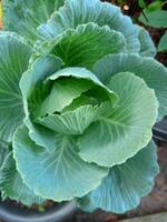 Fresh green vegetables and morning dew in the Thai garden photo