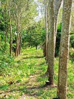 Lush rubber plantations in southern Thailand photo