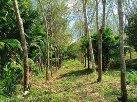 Lush rubber plantations in southern Thailand photo