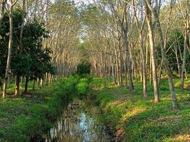 Lush rubber plantations in southern Thailand photo