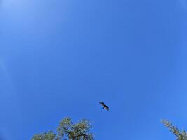 Birds flying in clear blue sky photo