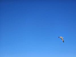 Birds flying in clear blue sky photo