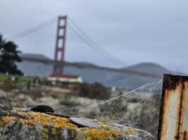 Spider web focus with backdrop of golden gate bridge San Francisco California photo