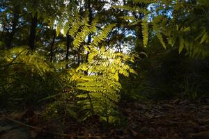 Ferns illuminated by sunlight in the forest at sunset. photo