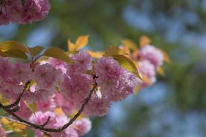 Spring background photo. Pink blossom in focus. photo