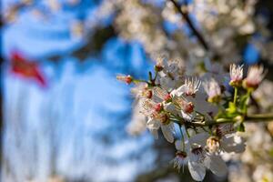 cerca arriba ver de blanco florecer en el primavera foto